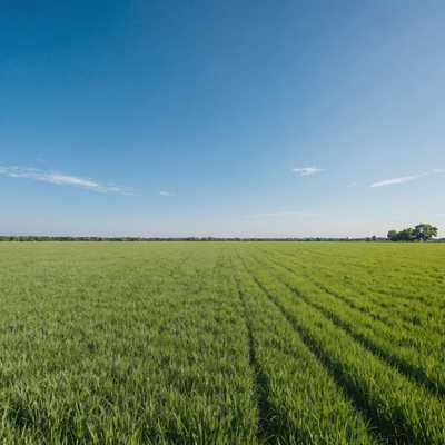 Eine ruhige, minimalistische Landschaft mit einem weiten, offenen Feld unter einem weiten, klaren Himmel. Die Horizontlinie ist deutlich und trennt das üppige, grüne Gras vom blassblauen Himmel. Es gibt keine Gebäude, Bäume oder sonstige Objekte in der Szene, was ein Gefühl der Ruhe und Weite vermittelt. Die gesamte Komposition ist einfach und beruhigend und betont die natürliche Schönheit der Landschaft.